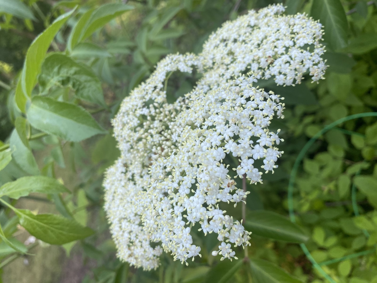 Elderflower Organic