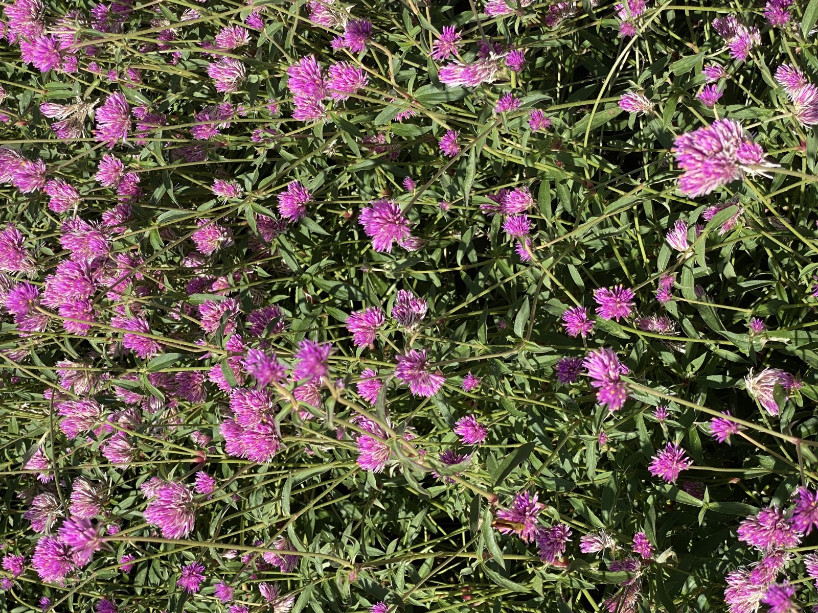 Red Clover Organic