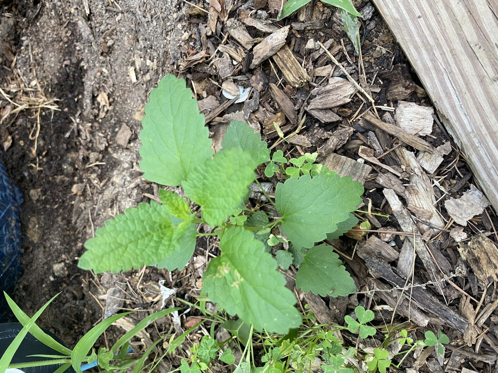 Lemon Balm Organic