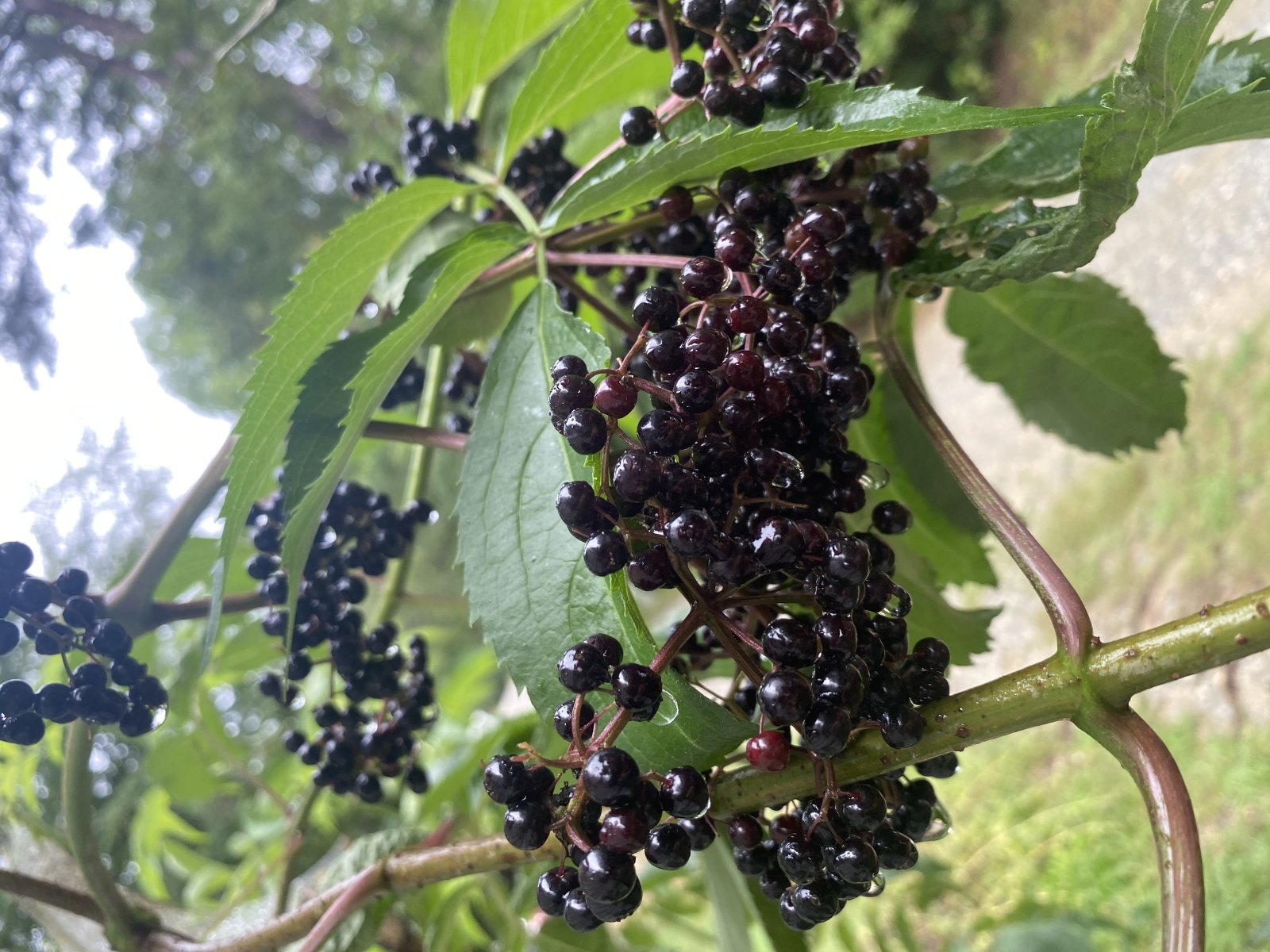 Elderberry Organic