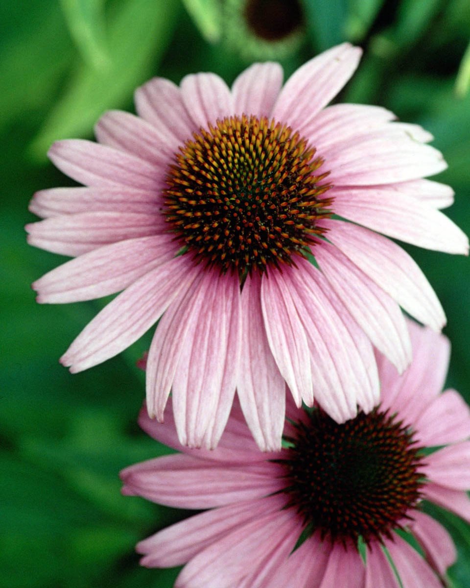 Echinacea Organic